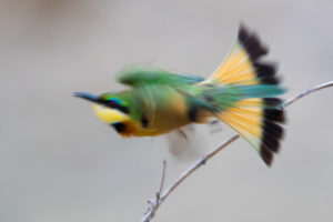 Little Bee-eater (Merops pusillus), adult in flight taken with a slow shutter speed, Mpumalanga, South Africa Little Bee-eater (Merops pusillus), adult in flight taken with a slow shutter speed, Mpumalanga, South Africa